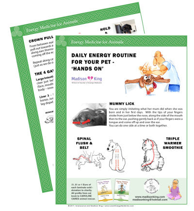 Hands On Daily Energy Routine for Animals