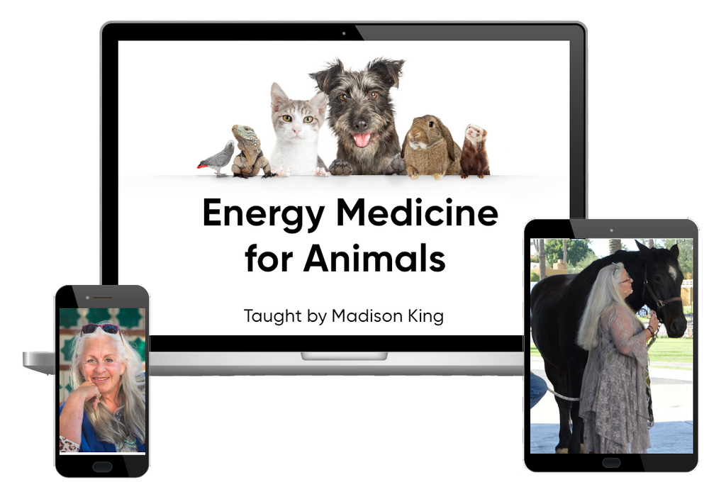 Energy Medicine for Animals - Streaming Video